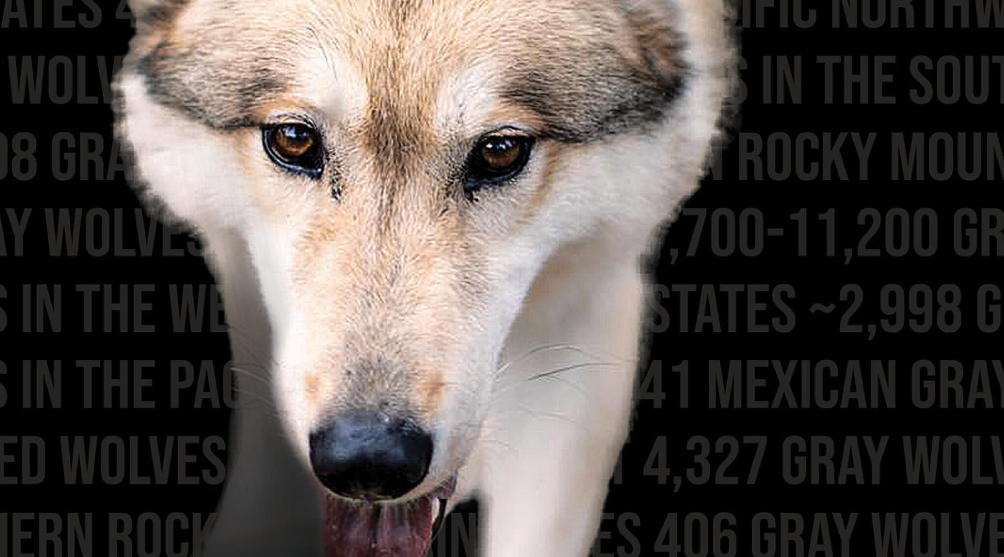 image features a close up of a wolf facing the camera directly, it is on a black background that has the numbers of wolves left in the wild in each state of the USA