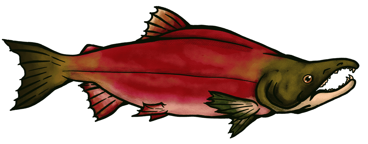 sockeye salmon