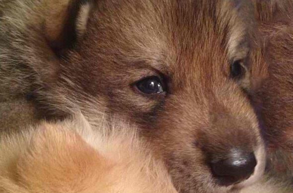 Wolf pup used in final spread